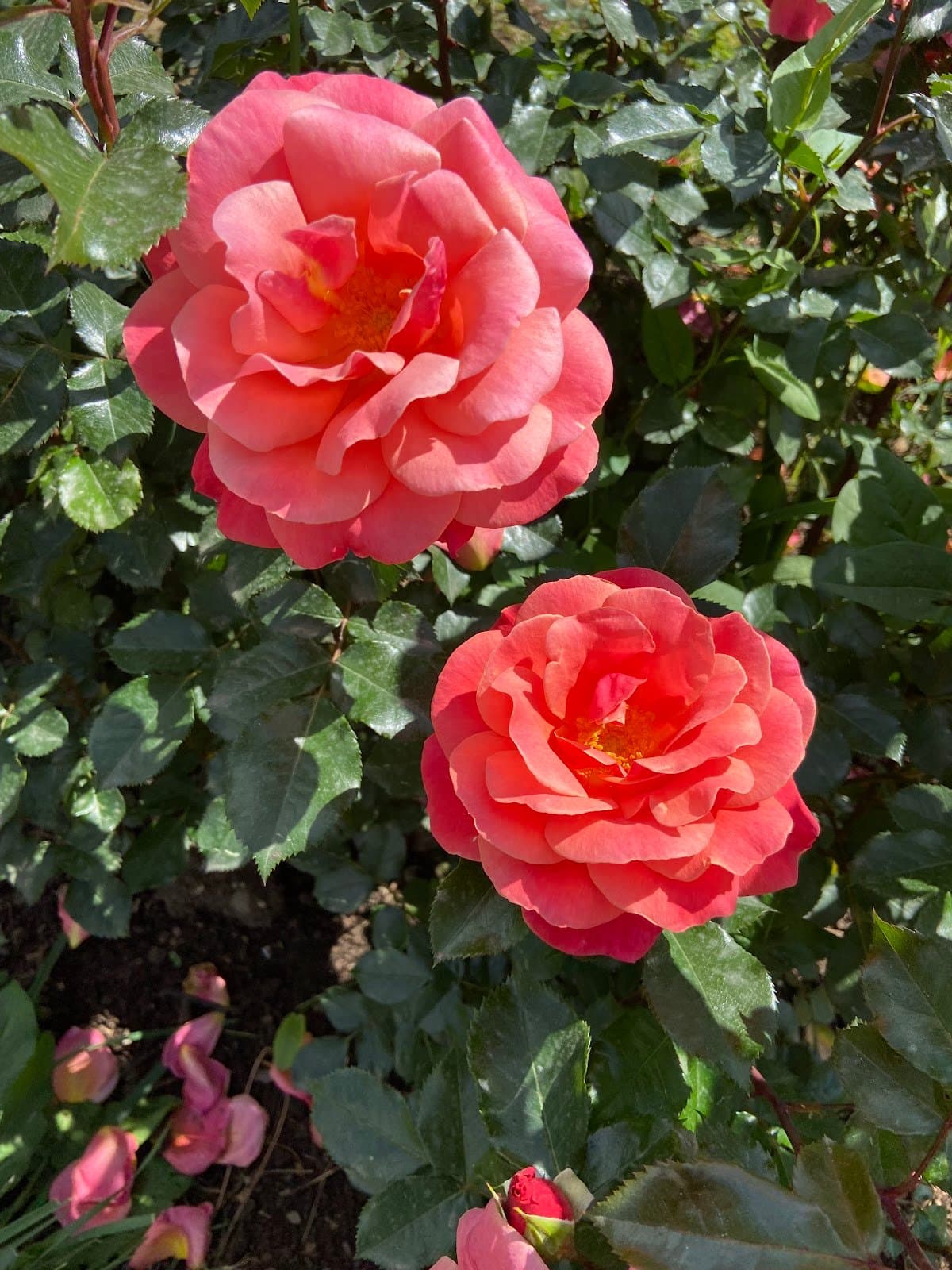 Roseto Comunale